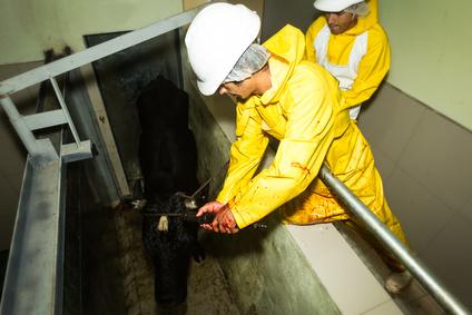 Loi sur le respect de l'animal en abattoir: Obligation de caméras dans les abattoirs dès 2018 