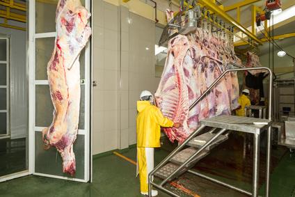 Loi sur le respect de l'animal en abattoir: Obligation de caméras dans les abattoirs dès 2018 